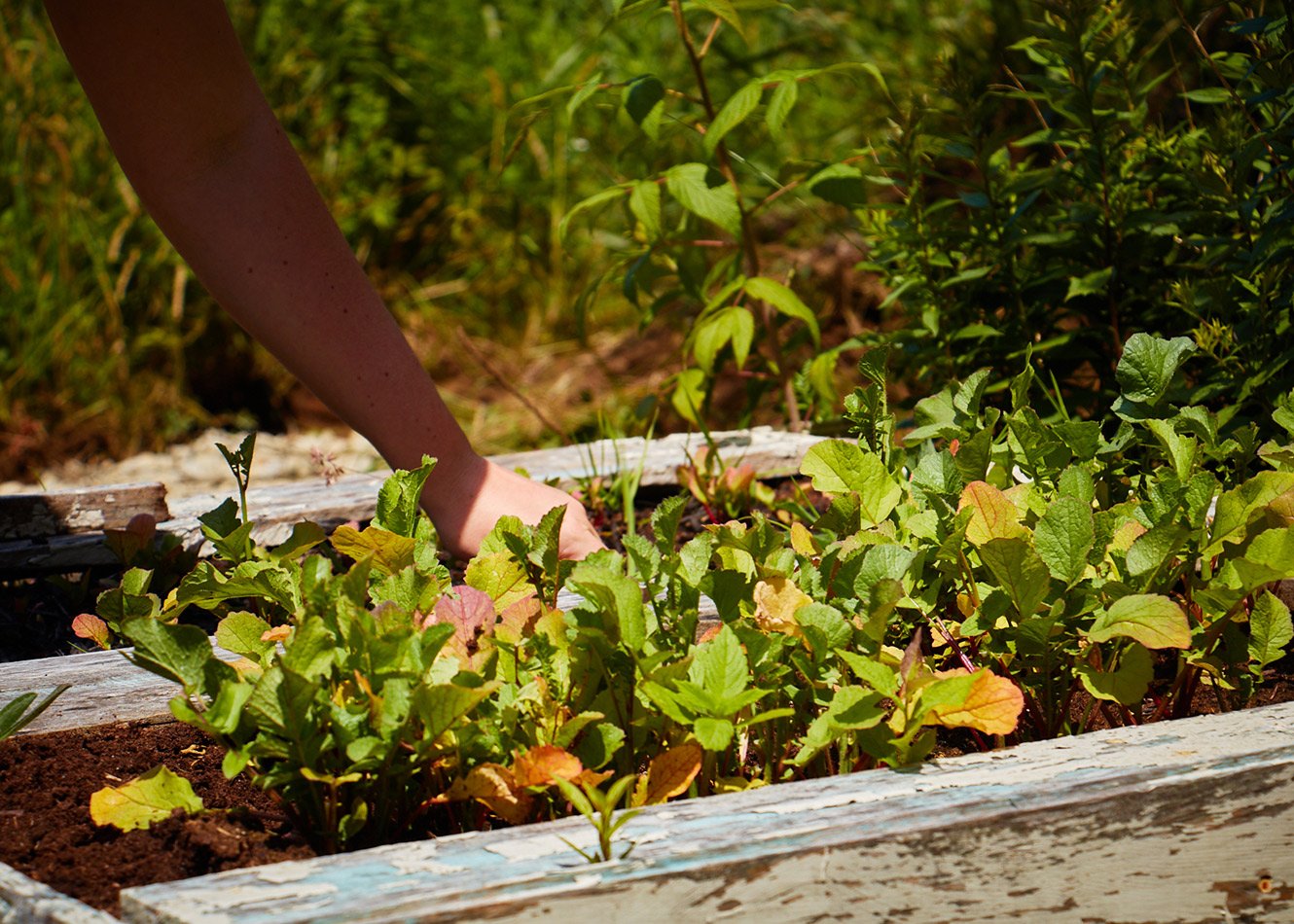 2022-Garden-Contest-_10